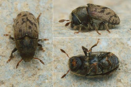 Hylesinus varius